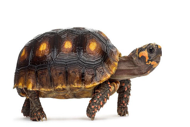 Can Red Footed Tortoises Eat Bell Peppers