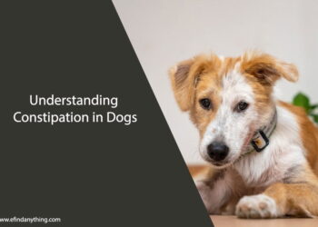 Understanding Constipation in Dogs