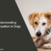 Understanding Constipation in Dogs