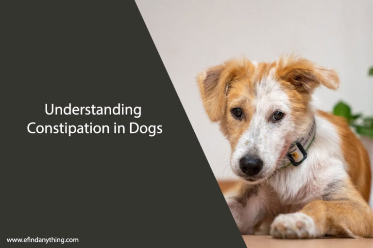 Understanding Constipation in Dogs