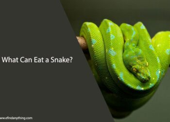 What Can Eat a Snake