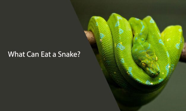 What Can Eat a Snake