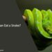 What Can Eat a Snake