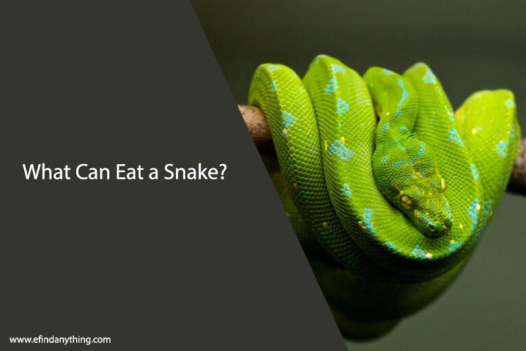 What Can Eat a Snake