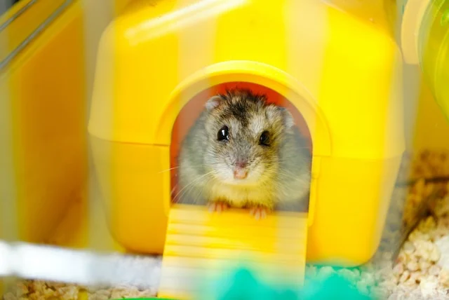 Can Hamsters Eat Plums
