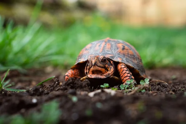 Can Box Turtles Eat Celery
