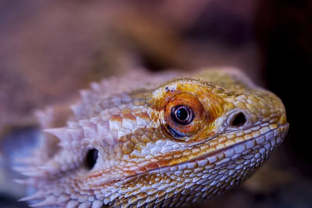 Can Bearded Dragons Eat Giant Islander Roaches