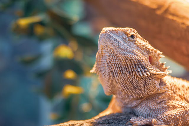 Can Bearded Dragons Eat Lanternflies
