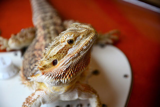 Can Bearded Dragons Eat Green Onions