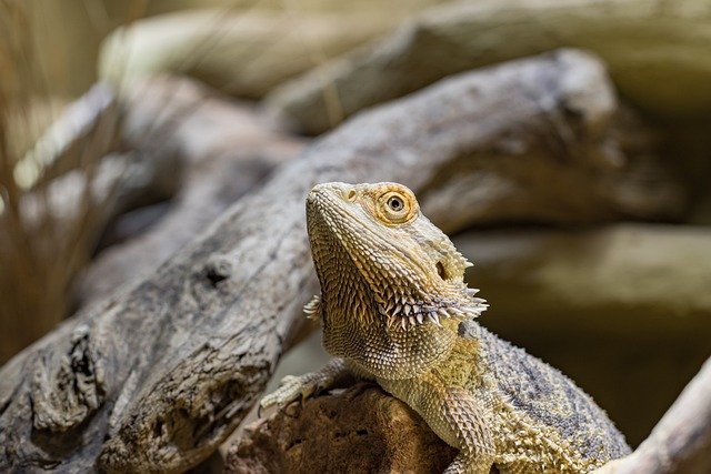 Can Bearded Dragons Eat Giant Islander Roaches