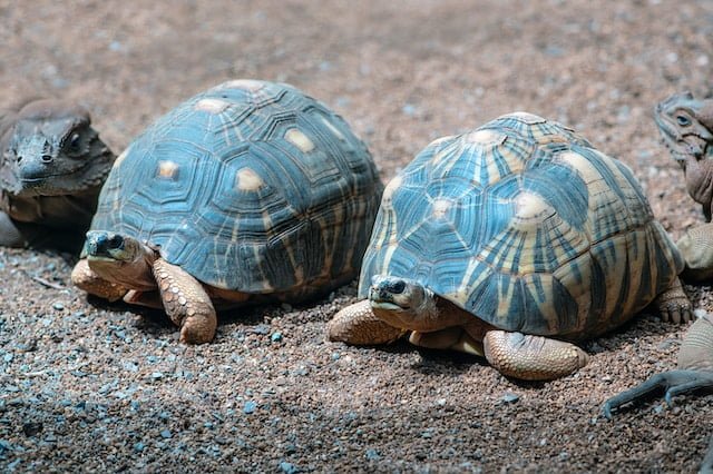 Can Sulcata Tortoises Eat Cucumbers