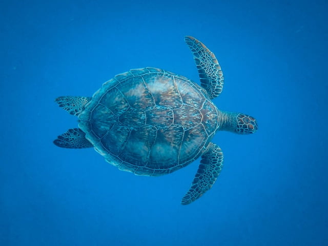 Can Turtles Eat Cilantro