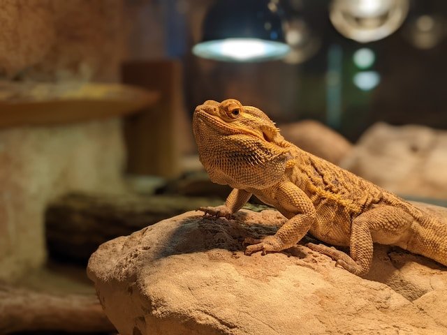 Can Bearded Dragons Eat Red Leaf Lettuce