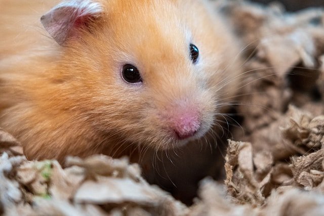 Can Hamsters Eat Acorns