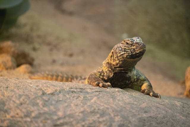 Can Uromastyx Eat Celery