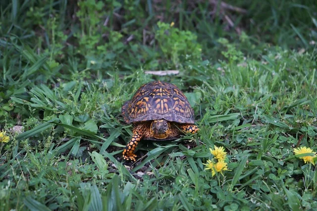 Can Box Turtles Eat Celery