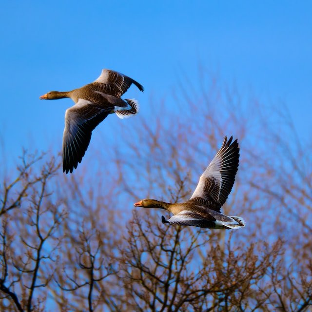 2 Geese Flying Spiritual Meaning