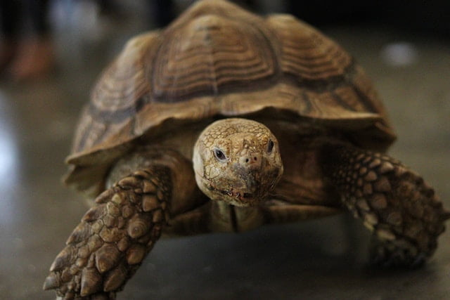 Can Sulcata Tortoises Eat Cucumbers