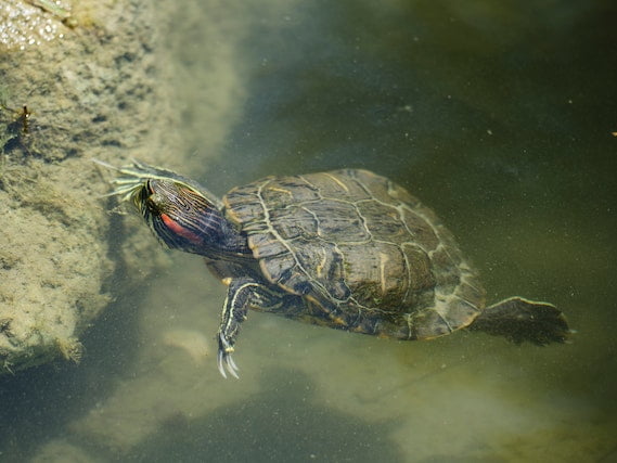 Can Tortoises Eat Mushrooms