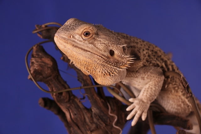 Can Bearded Dragons Eat Sweet Mini Peppers