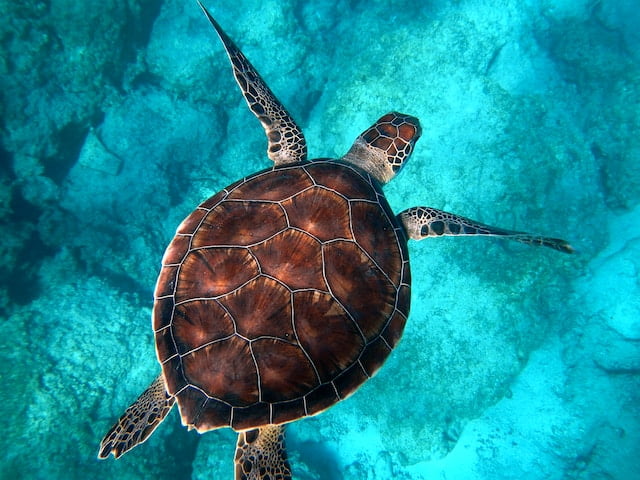 Can Turtles Eat Cilantro