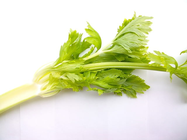 Can Uromastyx Eat Celery