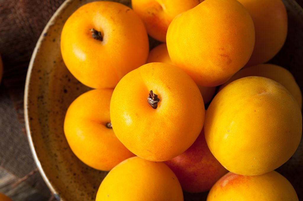 Can Dogs Eat Plumcots