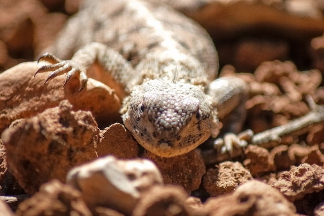Can Uromastyx Eat Celery