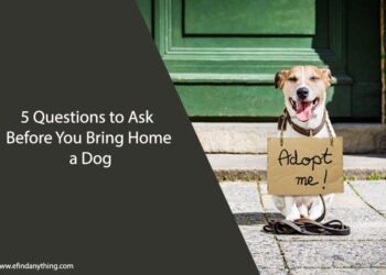 5 Questions to Ask Before You Bring Home a Dog