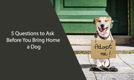 5 Questions to Ask Before You Bring Home a Dog