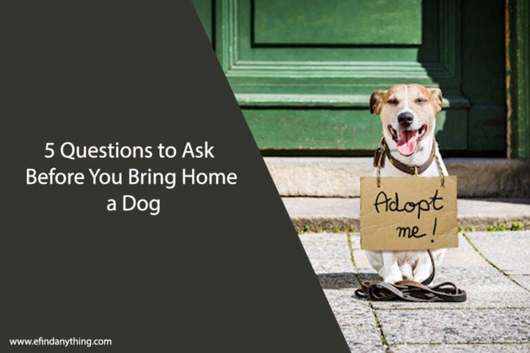 5 Questions to Ask Before You Bring Home a Dog
