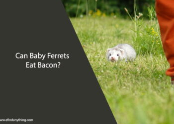 Can Baby Ferrets Eat Bacon