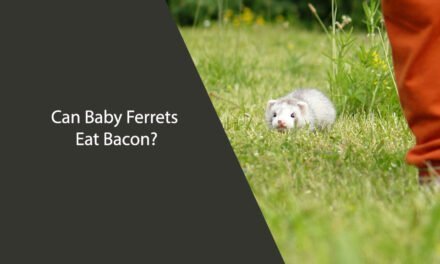 Can Baby Ferrets Eat Bacon?