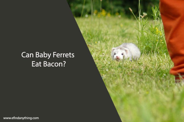 Can Baby Ferrets Eat Bacon