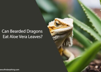 Can Bearded Dragons Eat Aloe Vera Leaves