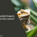 Can Bearded Dragons Eat Aloe Vera Leaves