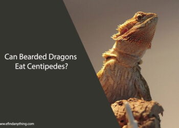 Can Bearded Dragons Eat Centipedes