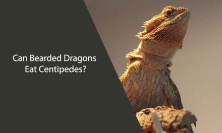 Can Bearded Dragons Eat Centipedes? A Clear Answer