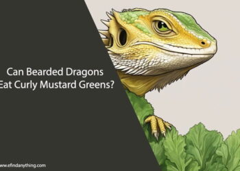 Can Bearded Dragons Eat Curly Mustard Greens