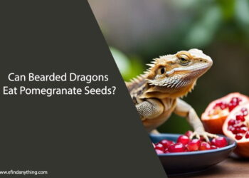 Can Bearded Dragons Eat Pomegranate Seeds