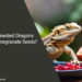 Can Bearded Dragons Eat Pomegranate Seeds