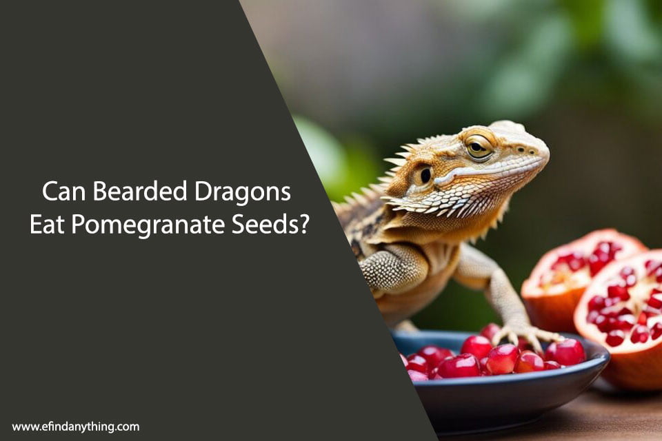 Can Bearded Dragons Eat Pomegranate Seeds?