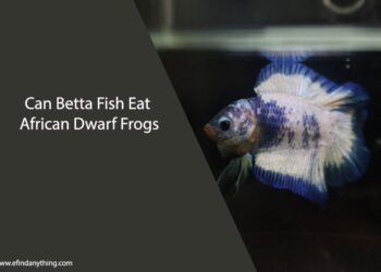 Can Betta Fish Eat African Dwarf Frogs