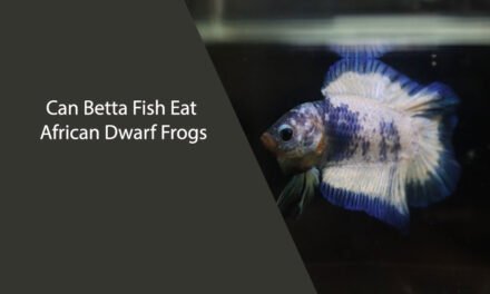 Can Betta Fish Eat African Dwarf Frogs