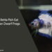 Can Betta Fish Eat African Dwarf Frogs