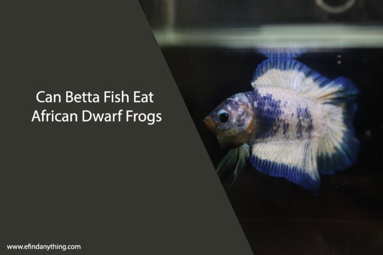 Can Betta Fish Eat African Dwarf Frogs