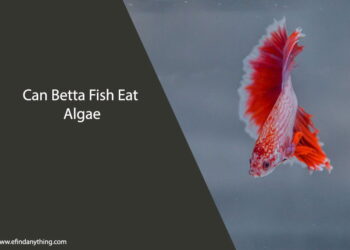 Can Betta Fish Eat Algae