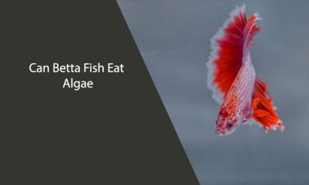 Can Betta Fish Eat Algae