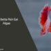 Can Betta Fish Eat Algae