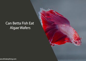 Can Betta Fish Eat Algae Wafers